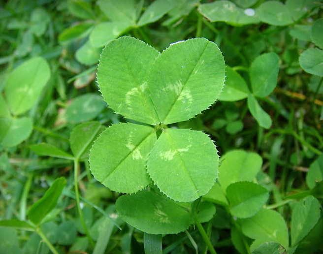 4-leaf clover