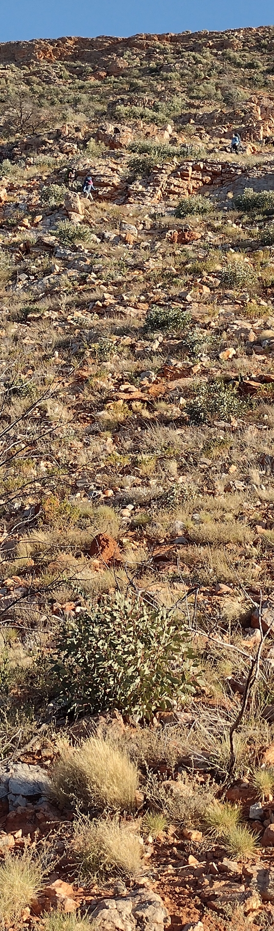The view back up towards Brinkley Bluff. My companions descending carefully.